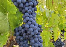 Odkup rdečih sort grozdja